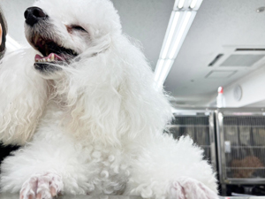 生徒が撮影したモデル犬♪ 